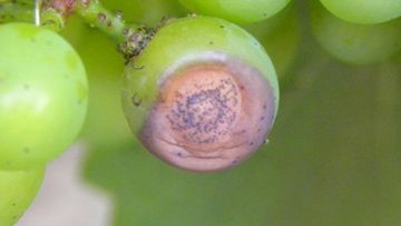 blackrot sur vigne